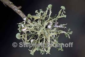 Attēlu rezultāti vaicājumam “Ramalina calicaris”