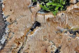 Attēlu rezultāti vaicājumam “Dentipellis fragilis”