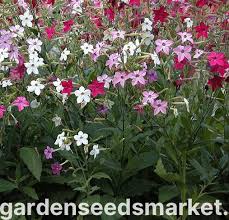 Image result for Nicotiana x sanderae
