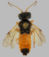 Attēlu rezultāti vaicājumam “Acantholyda posticalis”