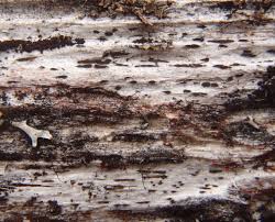 Attēlu rezultāti vaicājumam “Xylographa paralella”