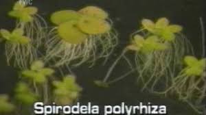 Attēlu rezultāti vaicājumam “Spirodela polyrhiza”
