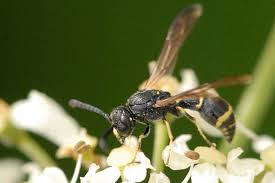 Attēlu rezultāti vaicājumam “Symmorphus sp.”