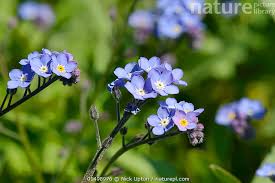 Attēlu rezultāti vaicājumam “Myosotis sylvatica flower”