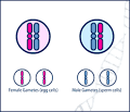 Non-Mendelian Inheritance Lesson 2: Genomic Imprinting