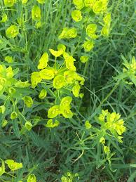 Attēlu rezultāti vaicājumam “Euphorbia virgata flower”