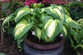 Image result for Hosta Warpaint