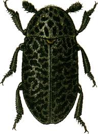 Attēlu rezultāti vaicājumam “Dermestes murinus”