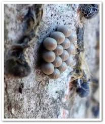 Attēlu rezultāti vaicājumam “Pentatomidae eggs”