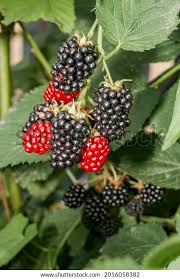 Attēlu rezultāti vaicājumam “Rubus nessensis”