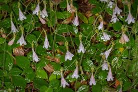 Attēlu rezultāti vaicājumam “Linnaea borealis leaf”