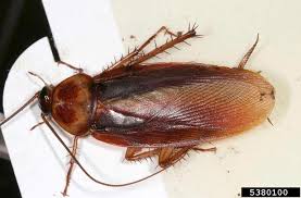 Image result for periplaneta americana