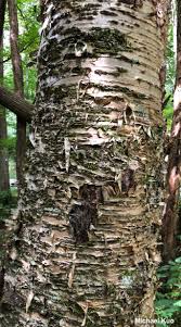 Attēlu rezultāti vaicājumam “Betula alleghaniensis”