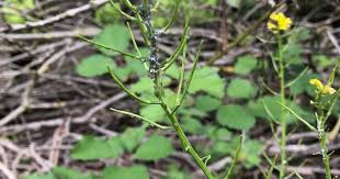 Attēlu rezultāti vaicājumam “Barbarea vulgaris subsp. arcuata fruit”