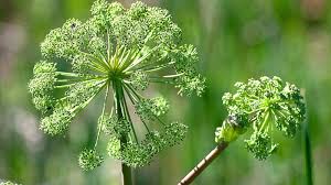 Attēlu rezultāti vaicājumam “Angelica palustris flower”