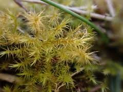 Attēlu rezultāti vaicājumam “Campylium stellatum”