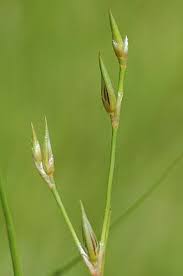 Attēlu rezultāti vaicājumam “Juncus bufonius bud”
