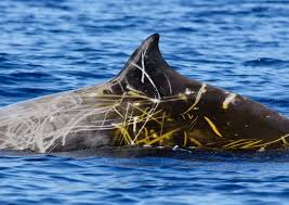 Image result for Ziphius cavirostris