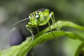 Attēlu rezultāti vaicājumam “Rhogogaster viridis”