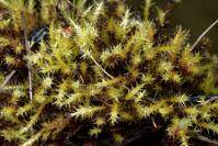 Attēlu rezultāti vaicājumam “Campylium stellatum”