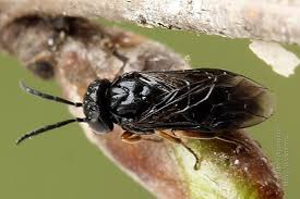 Attēlu rezultāti vaicājumam “Caliroa annulipes”