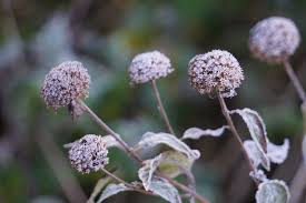 Attēlu rezultāti vaicājumam “Calamagrostis purpurea flower”