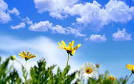 Bloggang.com : Polball : ภาพพื้นหลังสวยๆ ภาพพื้นหลังน่ารัก พื้น ...