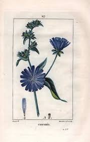 Image result for Cichorium intybus