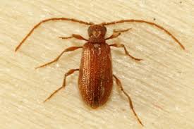 Attēlu rezultāti vaicājumam “Ptinus sp. male”