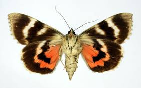 Attēlu rezultāti vaicājumam “Catocala nupta”