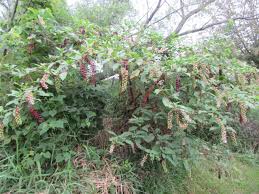 Attēlu rezultāti vaicājumam “Phytolaccaceae”