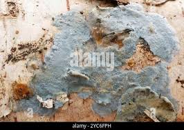 Attēlu rezultāti vaicājumam “Byssocorticium atrovirens”