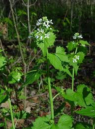 Image result for Alliaria petiolata