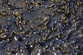 Attēlu rezultāti vaicājumam “Drepanocladus lycopodioides”