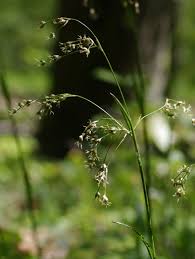 Attēlu rezultāti vaicājumam “Luzula luzuloides leaf”