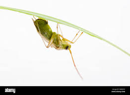 Attēlu rezultāti vaicājumam “Adelphocoris lineolatus imago”