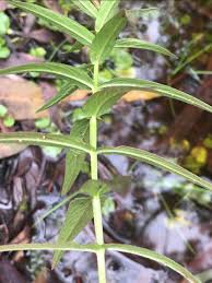 Attēlu rezultāti vaicājumam “Lythrum salicaria leaf”