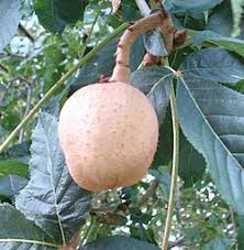 Attēlu rezultāti vaicājumam “Aesculus x hybrida fruit”
