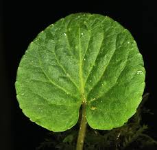 Attēlu rezultāti vaicājumam “Viola collina leaf”