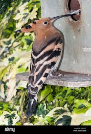 Attēlu rezultāti vaicājumam “Upupa epops adult”