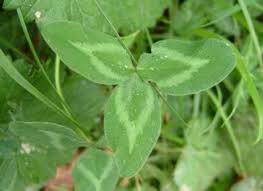 Attēlu rezultāti vaicājumam “Trifolium pratense leaf”