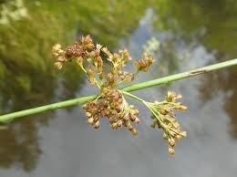 Attēlu rezultāti vaicājumam “Juncus squarrosus fruit”