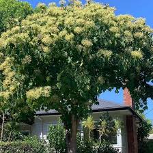 Attēlu rezultāti vaicājumam “Kalopanax septemlobus”