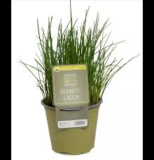 Image result for Schnittlauch