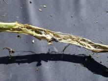 Attēlu rezultāti vaicājumam “Stemonitis herbatica stalked”