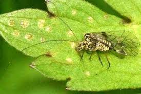 Attēlu rezultāti vaicājumam “Psococerastis gibbosa”