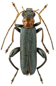 Attēlu rezultāti vaicājumam “Oedemera croceicollis”