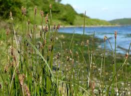 Attēlu rezultāti vaicājumam “Eleocharis uniglumis fruit”