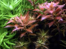 Attēlu rezultāti vaicājumam “Polymerus palustris”