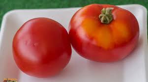 Afbeeldingsresultaat voor earl faux tomato